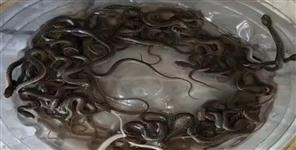 27 Baby Snakes Rescued from House Water Tank