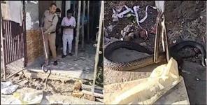image: cobra snake entered in house and bite kids in doiwala dehradun