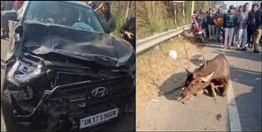 image: Reindeer car collision in Uttarakhand Haridwar