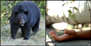 image: Bear attack on young man in Chamoli