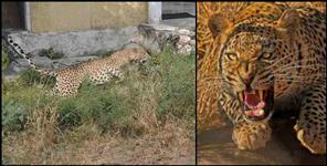image: Leopard attacks women in pauri garhwal