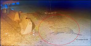 image: Leopard video in Dehradun airport
