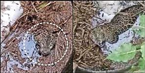 image: Leopard fell and Stuck in Village Well in Nainital