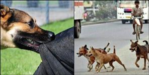 image: stray dogs biting people in dehradun