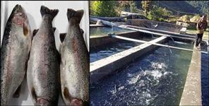 image: 200 Crore to grow Trout Fish Farming in Uttarakhand