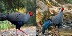 Thailand national bird reached Uttarakhand
