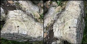 image: 500 million year old stromatolite fossils found in Tehri Garhwal