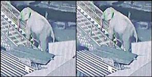 image: Elephants seen climbing the stairs of the temple in nainital