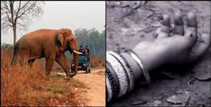 image: Elephant attack on husband wife in haldwani