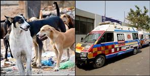 image: Stray dogs attack elderly woman in Udham Singh Nagar Nanakmatta