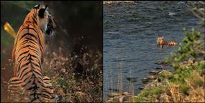 image: Article on Human Wildlife Conflict in Uttarakhand