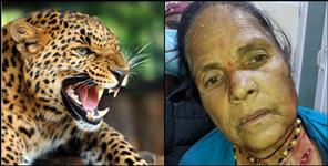 image: Guldar attacked woman in Pithoragarh