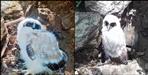 White owl found in Pithoragarh Chaukori