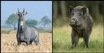 Nilgai and wild boar who are harming in uttarakhand can be killed