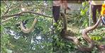 16-Foot Python Rescued After Climbing 40-Foot Tree