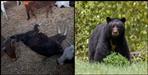 Fear of bears in Uttarkashi
