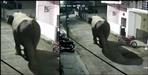 Haridwar Elephants in Bilkeshwar Colony