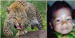 leopard attack on kid in dehradun