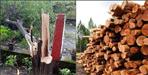 Smugglers cut sandalwood trees and took them away in Rudraprayag