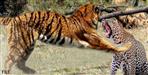 Battle of Tiger Leopard in Corbett National Park