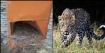 Leopard attacks cow in rudraprayag bachansyoon