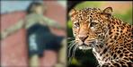 leopard attack on 3 year old kid in tehri garhwal