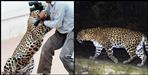 Leopard attack on two youths in Pauri Garhwal