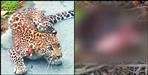 Chamoli leopard killed 5 year kid
