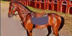Uttarakhand Police Horse Unit Soni Passed Away
