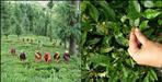 Nainital organic tea having full of medicinal value