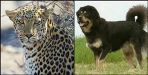 Dogs who saved their owners life