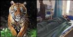 Tiger attack on bike riders in Ramnagar