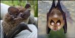 Long tailed whiskered bat shown in Uttarakhand