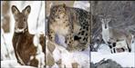 Snow leopard blue sheep and musk deer in Uttarakhand Nanda Devi Biosphere