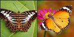 Rarely butterfly found in pangot nainital