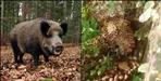 Leopard and wild boar fight in Srinagar Garhwal
