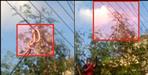 Snake climbs on electric wires in Haldwani