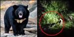 Van vibhag team shoots bear in joshimath