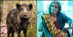 wild boar attacked on elder siblings in pithoragarh