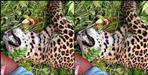Leopard body found on the road in Ranikhet Sirkhet