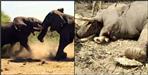 Fight between two elephants in Rajaji Tiger Reserve Park