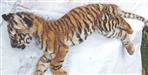 Shirt collar found in tiger cubs stomach during tiger cubs