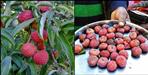 benefits of eating bhamora fruit uttarakhand