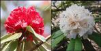 health benefit of buransh flower uttarakhand