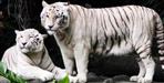 White tiger safari may start in uttarakhand