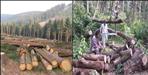 Most forests were cut in the name of development in Uttarakhand
