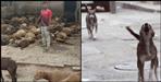 stray dogs killed sheep in Udham Singh Nagar