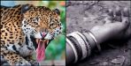 Leopard killed woman in pauri