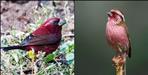 Uttarakhand Vilnius Rose Finch Nainital