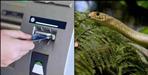 Snakes came out of ATM in Ramnagar Uttarakhand